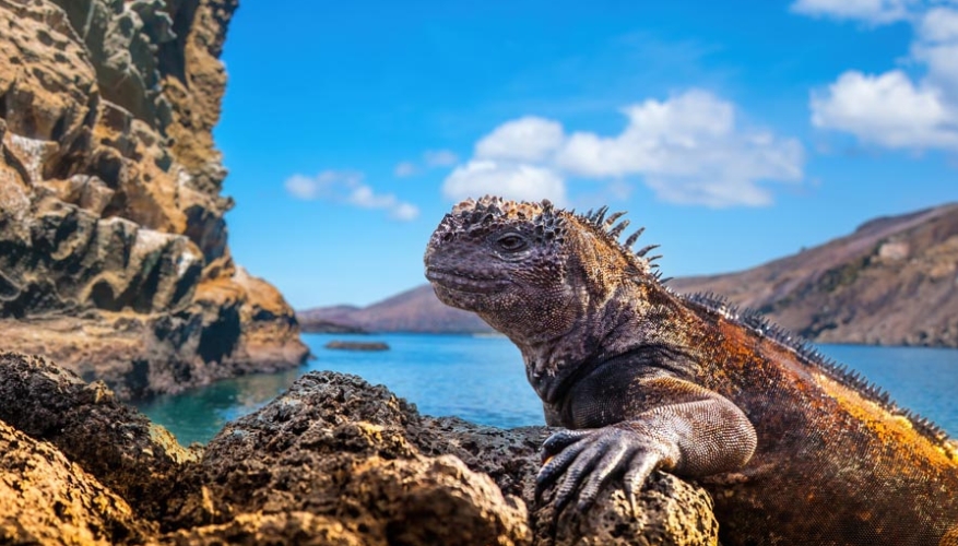 Marine iguana in the Galapagos Islands