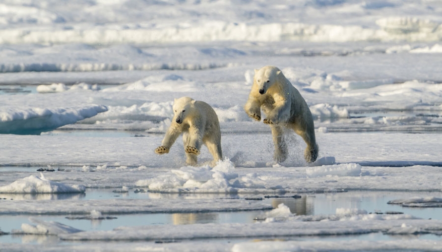 Two Polar bears playing on the ice in Svalbard