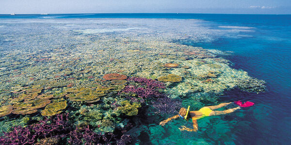Snorkeler Great Barrier Reef