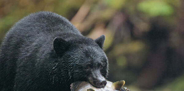 Black Bear, Vancouver, Canada
