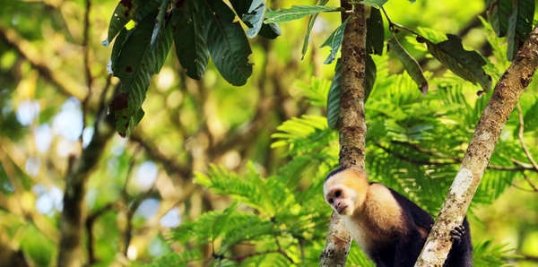 Monkeys, Jungles and Volcanoes Tours and family holiday experience